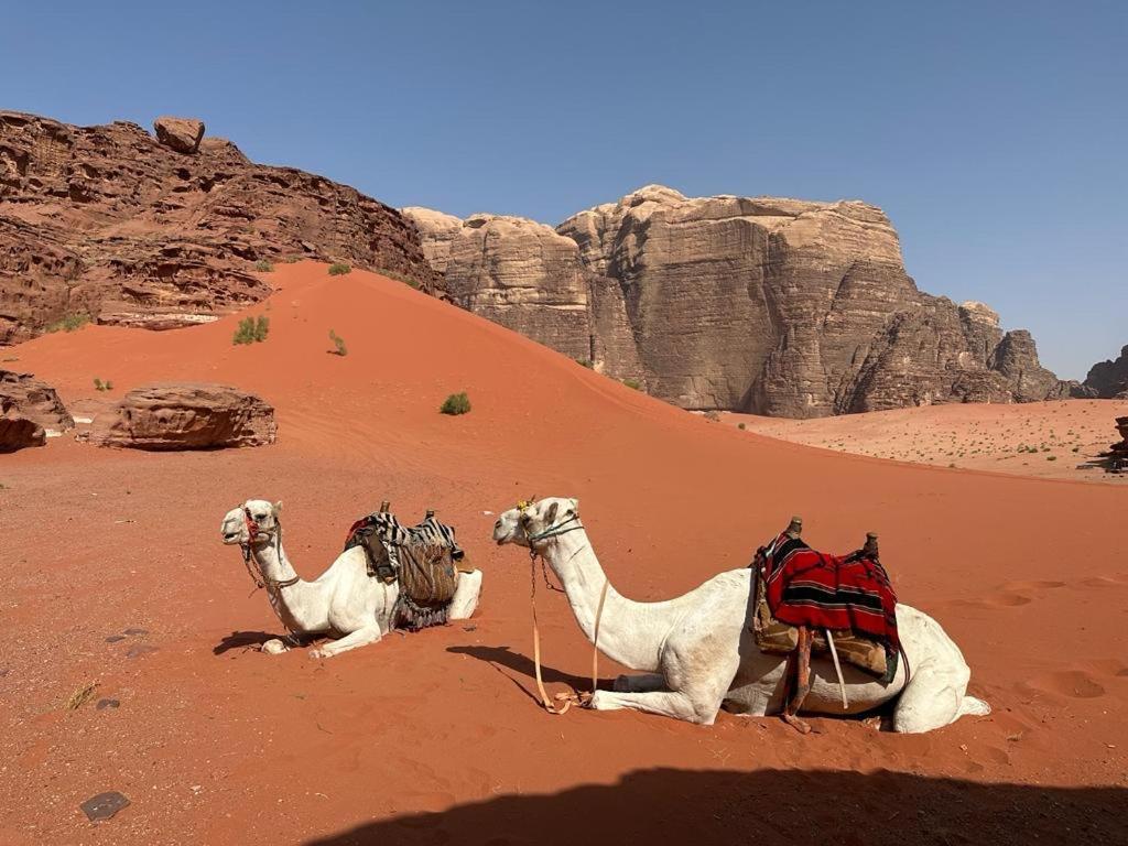 Bedouin Holidays Camp And Jeep Tours Ram Vadisi Dış mekan fotoğraf